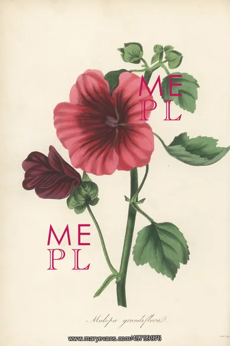 : Mallow-wort, Malope trifida : Mallow-wort, Malope trifida