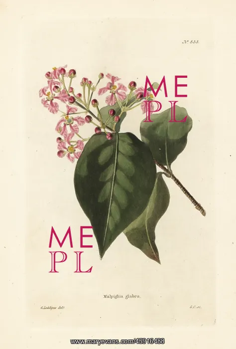 : Malpighia glabra : Malpighia glabra