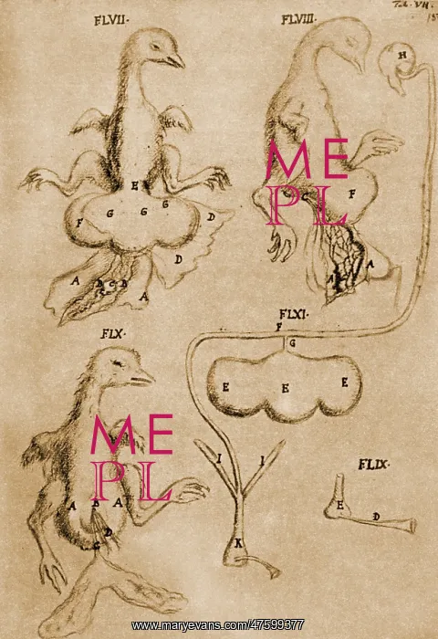 : Malpighi's Chicken Drawings : Malpighi's Chicken Drawings