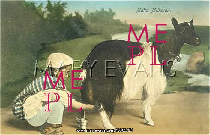 : Malta, goat milking, c. 1905 : Malta, goat milking, c. 1905