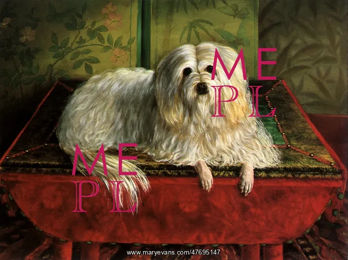  : Maltese Terrier