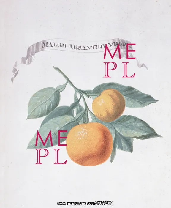 : Malum aurantium vulgare, orange : Malum aurantium vulgare, orange