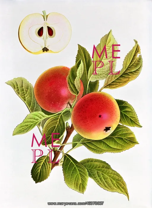 : Apple. Malus, apple, (Malus domestica), Edelborsdorfer : Apple. Malus, apple, (Malus domestica), Edelborsdorfer