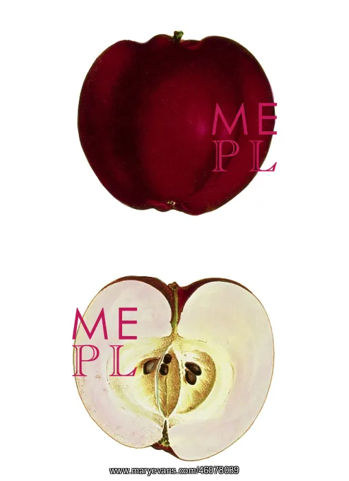 : Apple. Malus, apple, (Malus domestica), Red Calville apple : Apple. Malus, apple, (Malus domestica), Red Calville apple