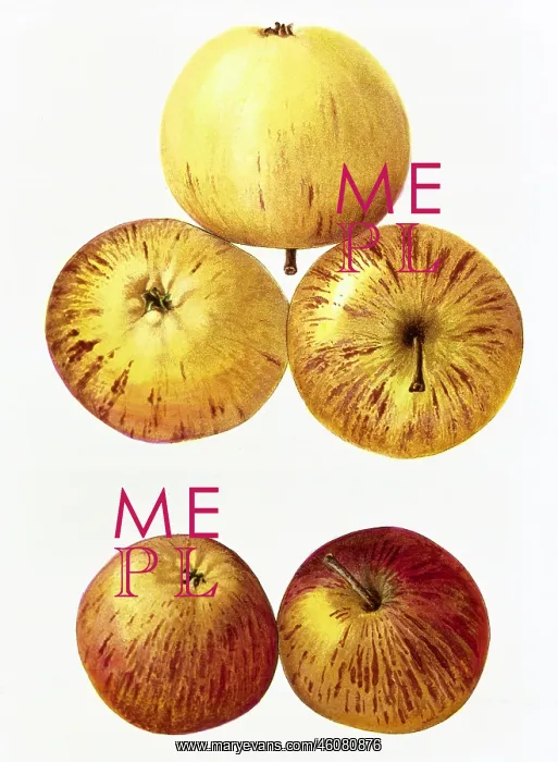 : Apple. Malus, apple, (Malus domestica), Golden Pearmain : Apple. Malus, apple, (Malus domestica), Golden Pearmain