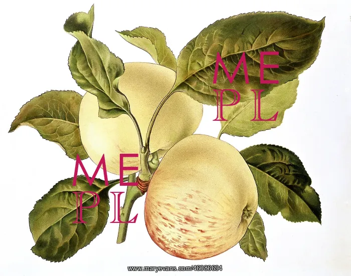 : Apple. Malus, apple, (Malus domestica), White Transparent : Apple. Malus, apple, (Malus domestica), White Transparent