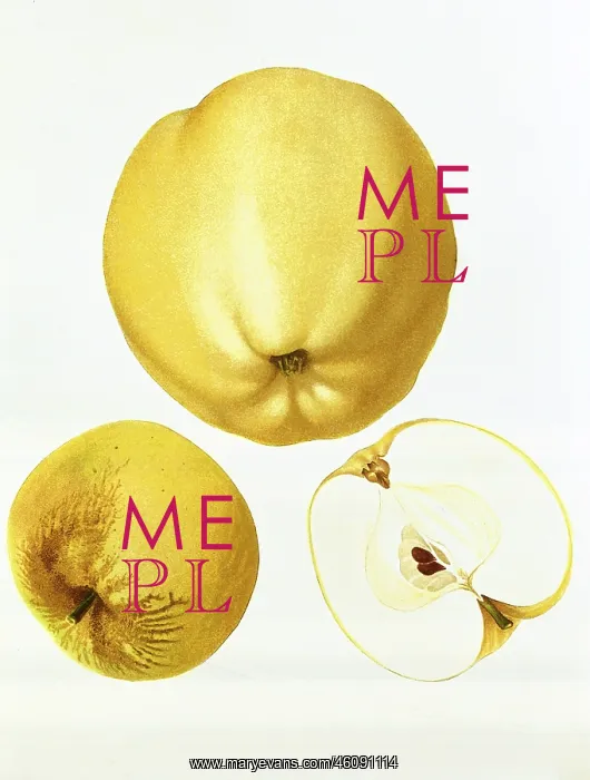 : Apple. Malus, apple, (Malus domestica), Yellow Bellefleur apple : Apple. Malus, apple, (Malus domestica), Yellow Bellefleur apple