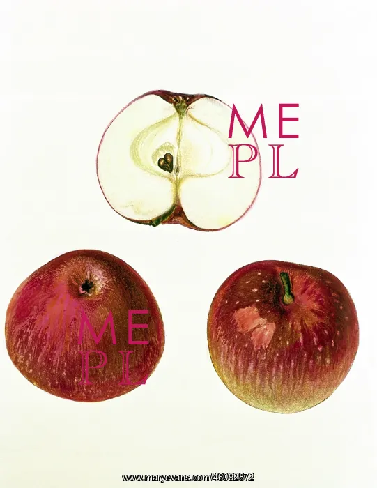 : Apple. Malus, apple, (Malus domestica), Flamed Cardinal : Apple. Malus, apple, (Malus domestica), Flamed Cardinal