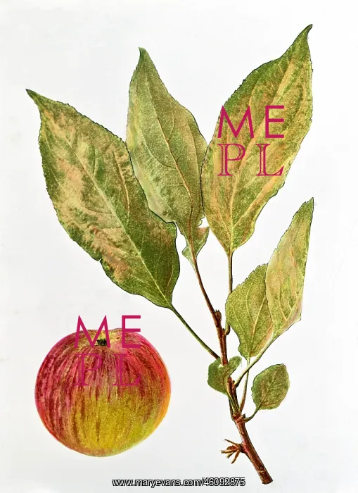 : Apple. Malus, apple, (Malus domestica), Flamed Cousinot, fruit : Apple. Malus, apple, (Malus domestica), Flamed Cousinot, fruit