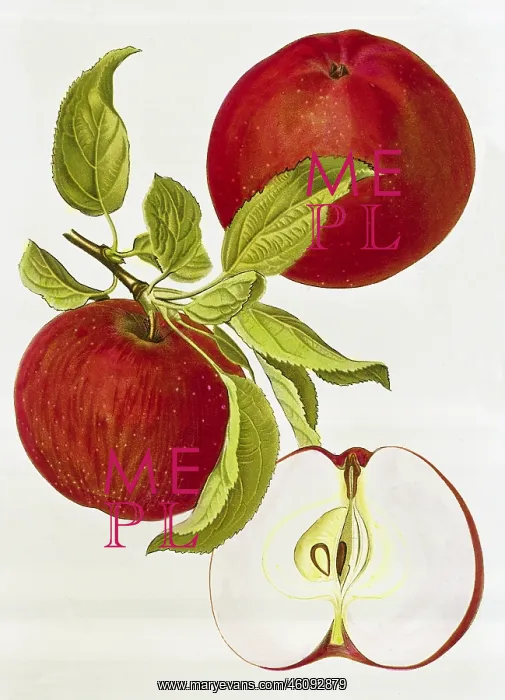 : Apple. Malus, apple, (Malus domestica), Red Winterdove apple : Apple. Malus, apple, (Malus domestica), Red Winterdove apple