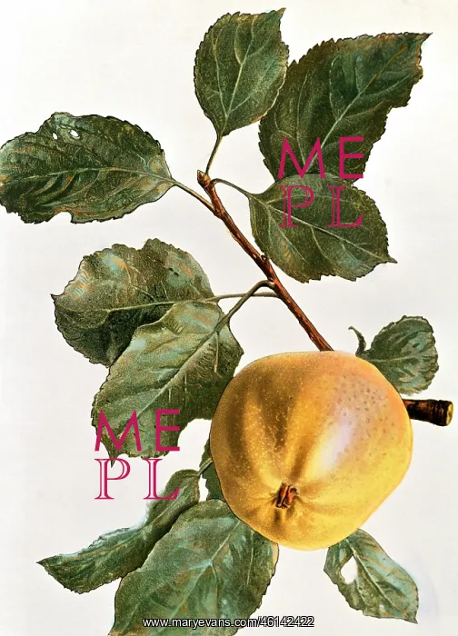 : Apple. Malus, apple, (Malus domestica), German Goldpepping : Apple. Malus, apple, (Malus domestica), German Goldpepping