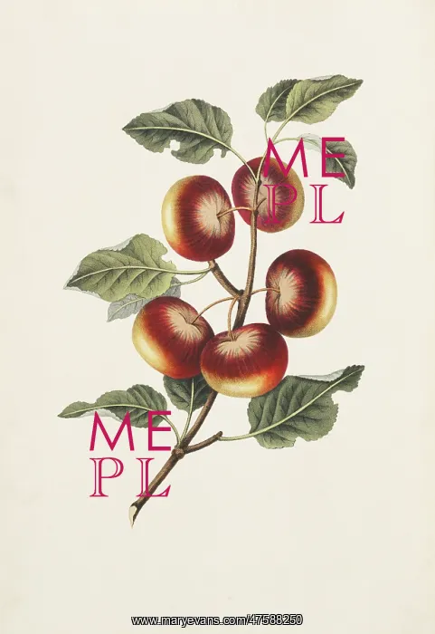 : Malus communis, apple tree : Malus communis, apple tree