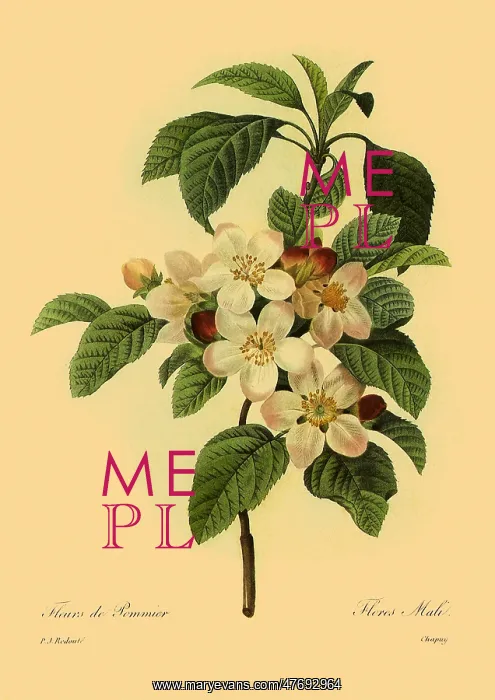 : Malus domestica : Malus domestica
