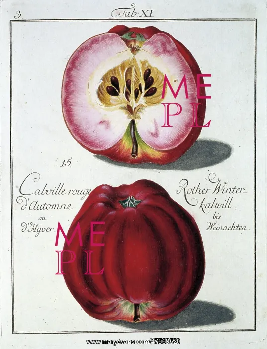 : Malus sp. apple : Malus sp. apple