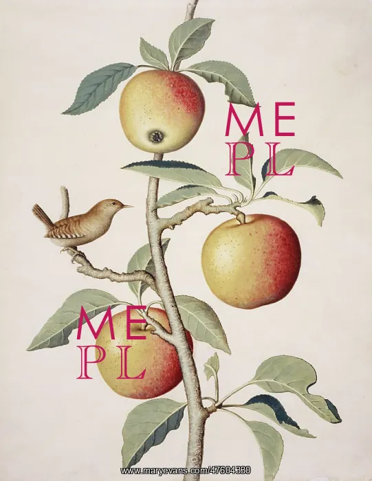 : Malus sp. apple tree and wren : Malus sp. apple tree and wren