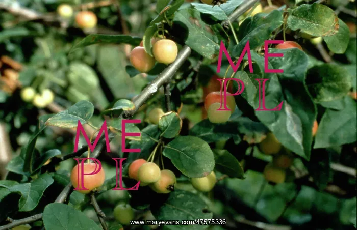 : Malus sylvestris, crab apple : Malus sylvestris, crab apple