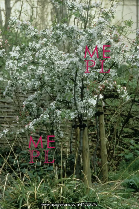 : Malus sylvestris, crab apple : Malus sylvestris, crab apple
