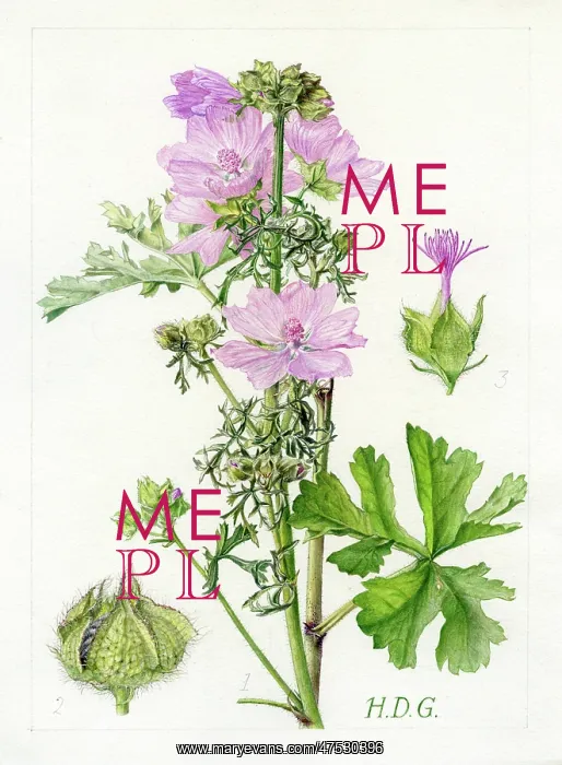 : Malva moschata - musk mallow : Malva moschata - musk mallow