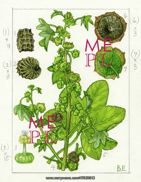 : Malva parviflora - Cheeseweed : Malva parviflora - Cheeseweed