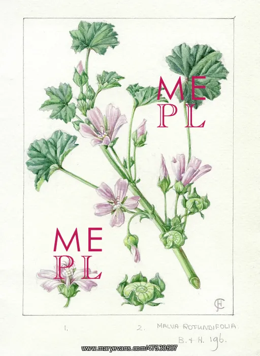 : Malva rotundifolia -round-leaved mallow : Malva rotundifolia -round-leaved mallow