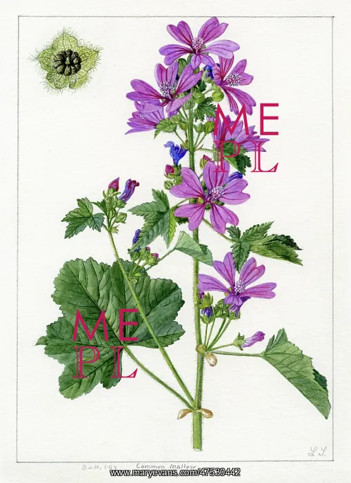 : Malva sylvestris - common mallow : Malva sylvestris - common mallow