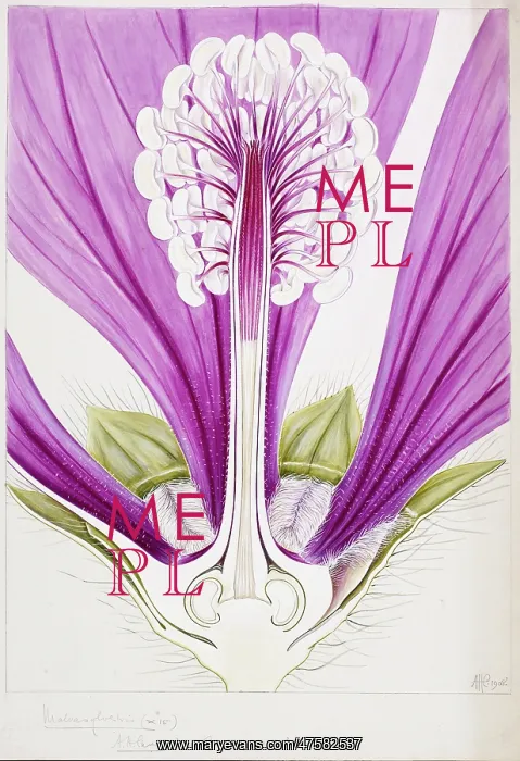 : Malva sylvestris, mallow : Malva sylvestris, mallow