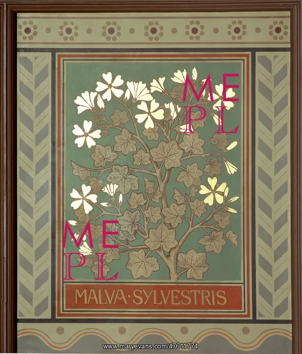: Malva sylvestris, mallow : Malva sylvestris, mallow