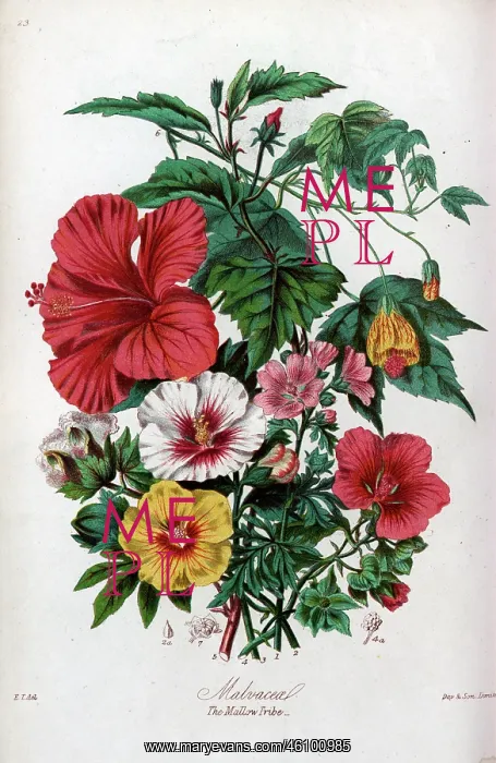 : Malvaceae - Mallow : Malvaceae - Mallow