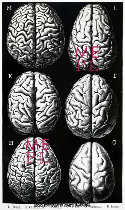  : Mamalian brains
