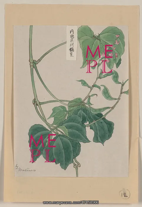 : Mame - pea or bean plant showing vine, leaves, pods, and blo : Mame - pea or bean plant showing vine, leaves, pods, and blo