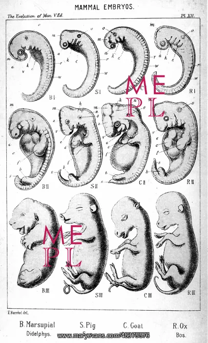 : Mammal embryos. From Ernst Haeckel The Evolution : Mammal embryos. From Ernst Haeckel The Evolution