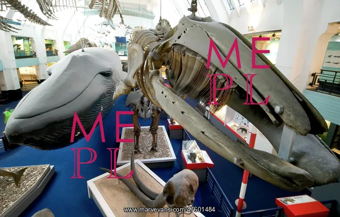 : Mammal and Whale Gallery : Mammal and Whale Gallery