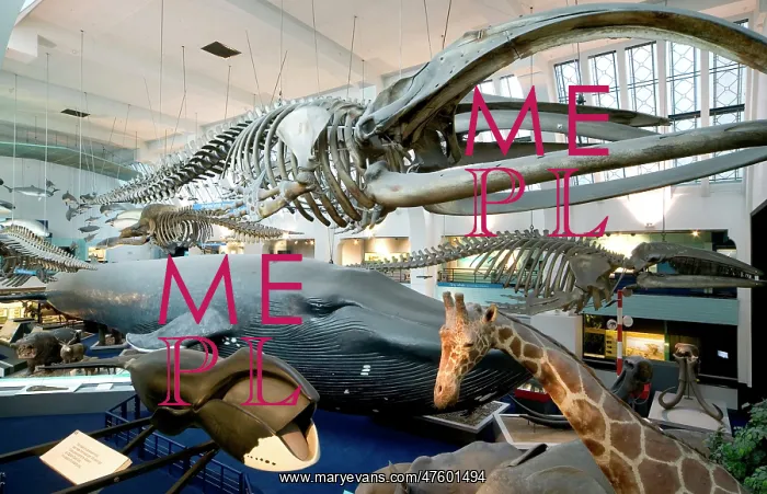 : Mammal and Whale Gallery : Mammal and Whale Gallery