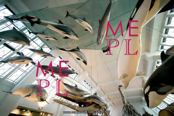 : Mammal and Whale Gallery : Mammal and Whale Gallery