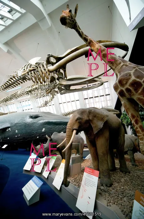 : Mammal and Whale Gallery : Mammal and Whale Gallery