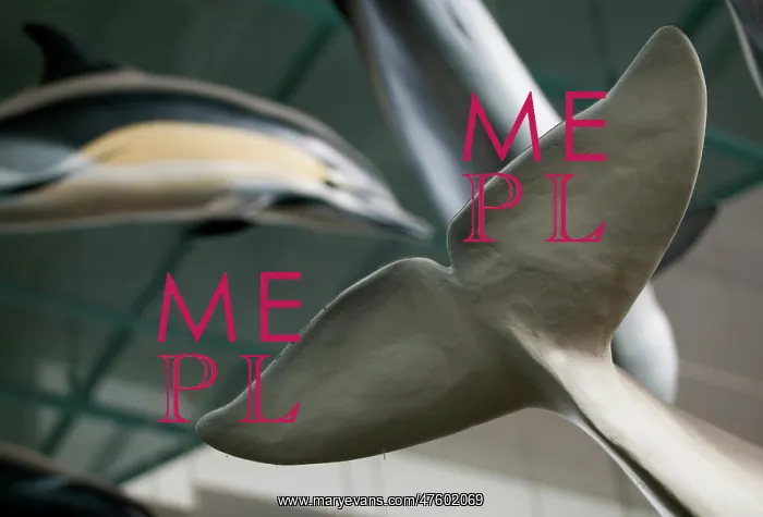 : Mammal and Whale Gallery : Mammal and Whale Gallery