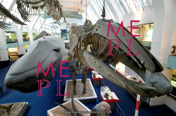: Mammal and Whale Gallery : Mammal and Whale Gallery