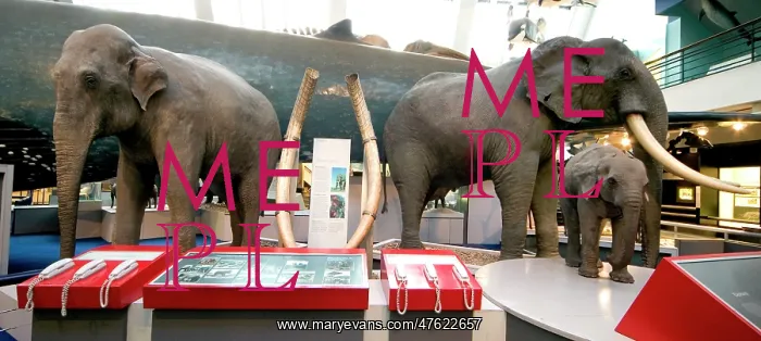 : Mammal and Whale Gallery : Mammal and Whale Gallery