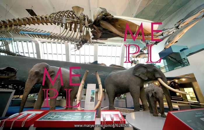 : Mammal and Whale Gallery : Mammal and Whale Gallery