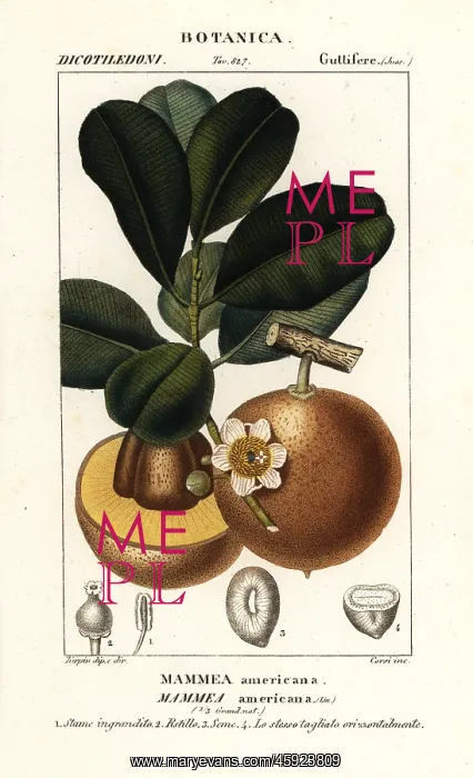 : Mammee apple, Mammea americana : Mammee apple, Mammea americana