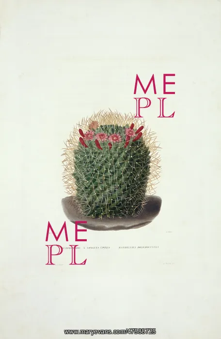 : Mammillaria dolichocentra, cactus : Mammillaria dolichocentra, cactus