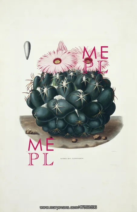 : Mammillaria elephantidens, elephant's tooth : Mammillaria elephantidens, elephant's tooth