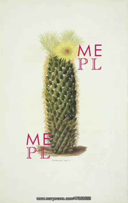 : Mammillaria erecta, cactus : Mammillaria erecta, cactus