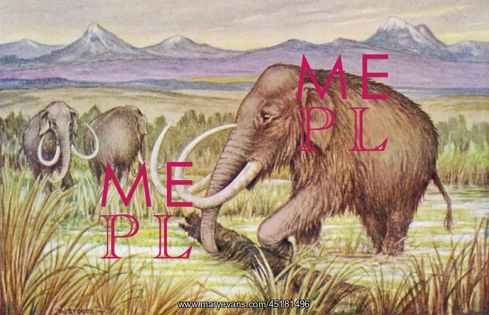 : THE MAMMOTH : THE MAMMOTH