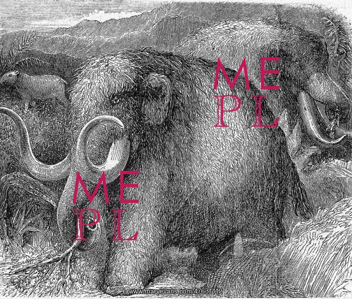  : Mammoth, Mammuthus primigenius