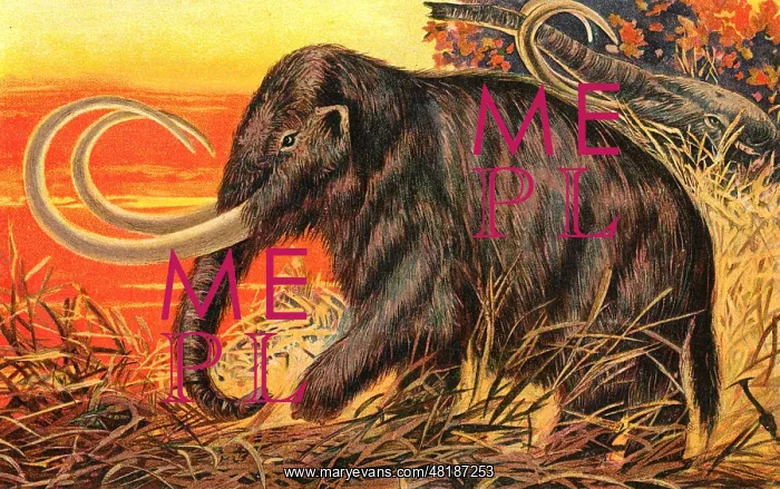 : Mammoth elephas primigenius Blumb : Mammoth elephas primigenius Blumb