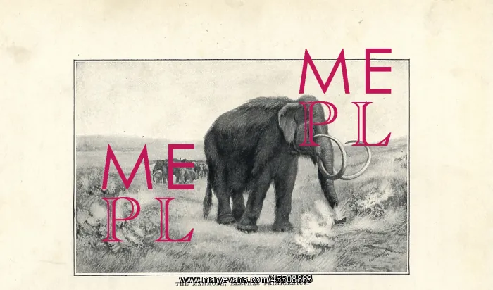 : Mammoth, Mammuthus primigenius : Mammoth, Mammuthus primigenius