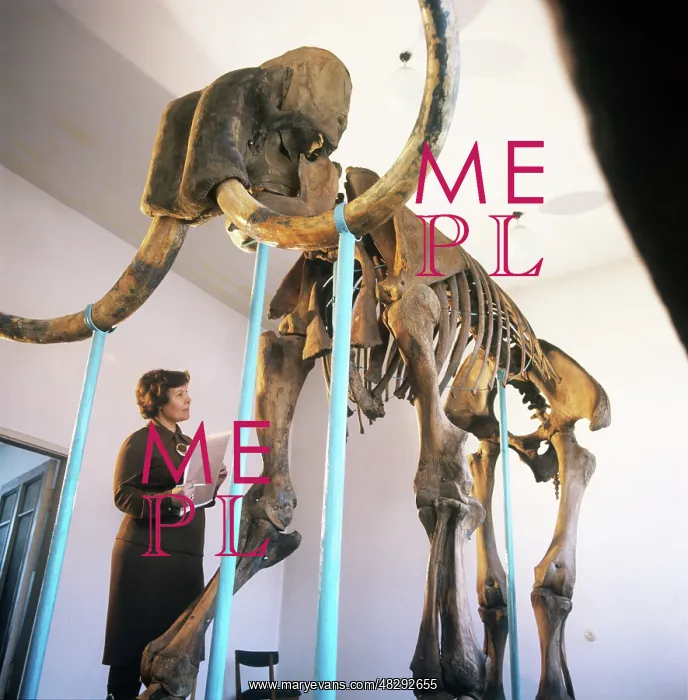  : Mammoth skeleton, 1974