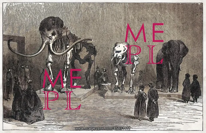 : MAMMOTH SKELETON : MAMMOTH SKELETON