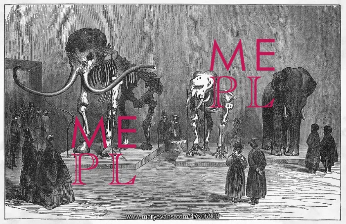 : MAMMOTH SKELETON : MAMMOTH SKELETON